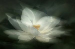 Tapet White Waterlily, Rebel Walls - Img 2