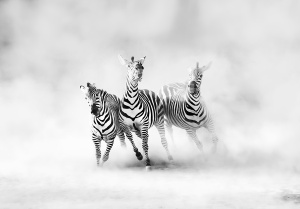 Tapet Graphic Zebras, Rebel Walls - Img 2