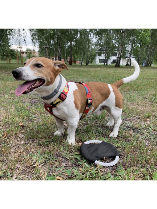 BLUE C™ Dog frisbee RINGO