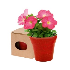 AX™ Flower pot, 5-8 petunia seeds and soil - Img 5