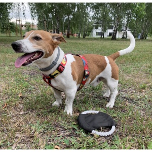BLUE C™ Dog frisbee RINGO