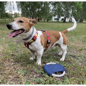 BLUE C™ Dog frisbee RINGO