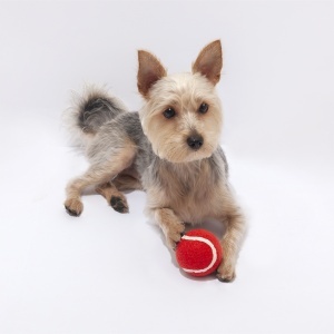 MAK Niki - Ball - Img 4