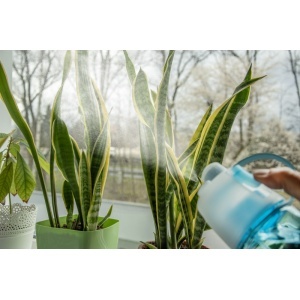 Sprinkler bottle SPRAY 600 ml - Img 2