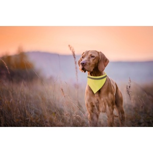 AP Lurex - reflective dog's collar - Img 2
