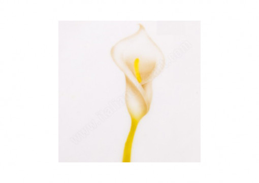 * Екран за въздушна четка Calla, 2 размера