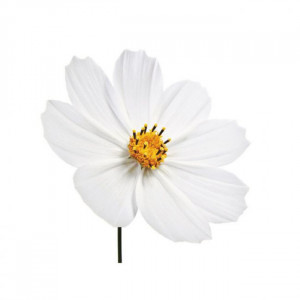 Floare Cosmos - Decupator Inox si Mulaj Silicon Ø 4 cm, Set 3 Buc - Img 2