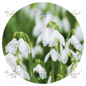 Печатни вафли Spring Model 3, Snowdrops Ø 20 - Istet Confectioner