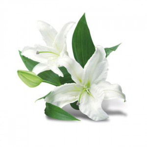 Lily Small Petals - Stainless Steel Cutter and Silicone Moulding Tool 5.4 x 2.5 cm, Set 3 pcs - Img 2