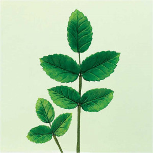 Leaf Cutters - Set 4 pcs - Img 3