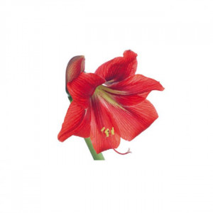 Lily Lily Amaryllis Petals - Stainless Steel Cutter and Silicone Moulding 12 x 6 cm, Set of 3 pcs - Img 2