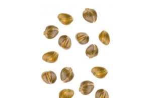 Capers in Lacrimella Ristoris Vinegar, 580 ml - Img 2