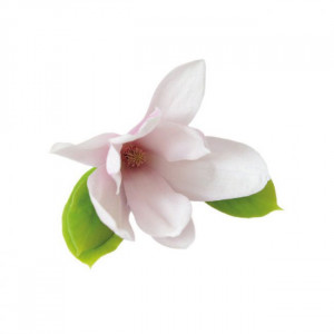 Floare de Magnolie - Decupator Inox si Mulaj Silicon 7 x 3 cm, Set 3 Buc - Img 2