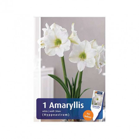 Cvetna lukovica Amaryllis Hippeastrum White 1/1