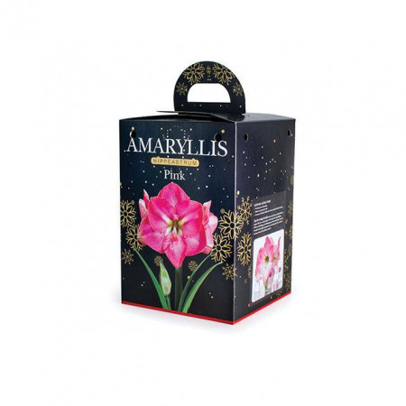 Cvetna lukovica Amaryllis Pink BOX 1/1