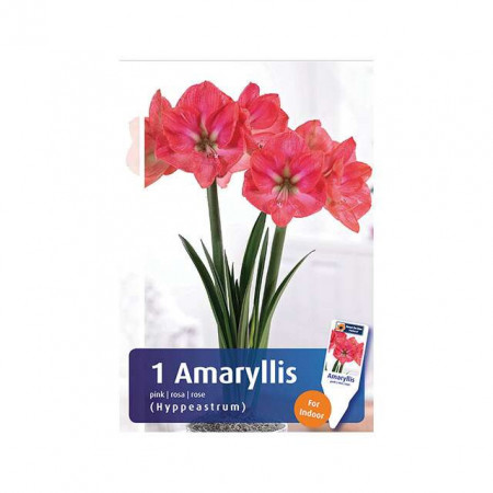 Cvetna lukovica Amaryllis Hippeastrum Pink 1/1