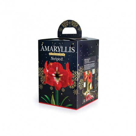 Cvetna lukovica Amaryllis Striped BOX 1/1