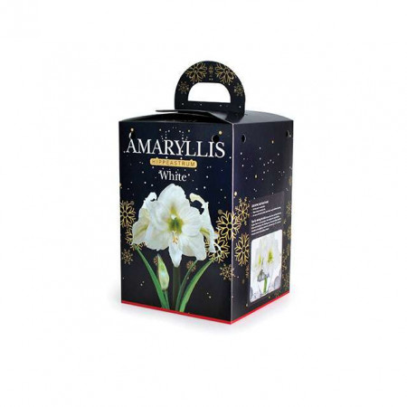 Cvetna lukovica Amaryllis White BOX 1/1