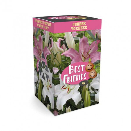 Cvetne lukovice Ljiljan (Lilium) pink i bela boja & Best Friends Box 4/1