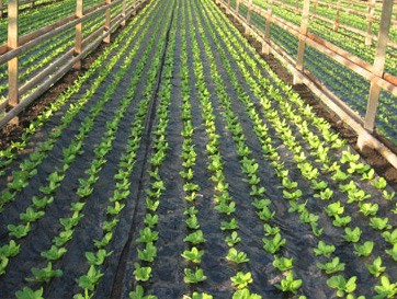 Folija crna za salatu dvoredna Floris