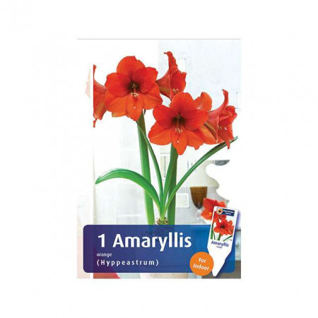 Cvetna lukovica Amaryllis Hippeastrum Orange 1/1