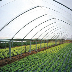 Folija za plastenik 200mic PATILUX (širina 8m, 8.5m, 10m, 12m, 14m)