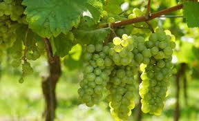 Enzim Lallzyme CUVEE BLANC 100g za belo vino - Img 3