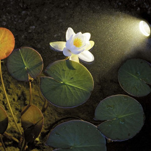 Led reflektori PONTEC Set 6/1 za jezera i fontane - Img 4