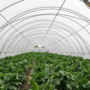Unutrašnja folija za plastenike Kritis UV 2156 Ad 60mic ( širine 8m, 8,5m, 9m, 11m, 12m, 14m)