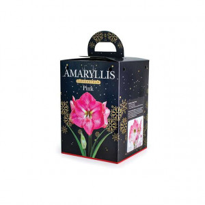 Cvetna lukovica Amaryllis Pink BOX 1/1