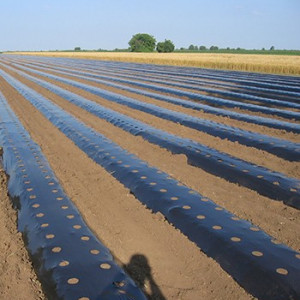 Folija malč za jagode CRNA 1,2mx1000m 30mic - rupe 30x30 dvoredna
