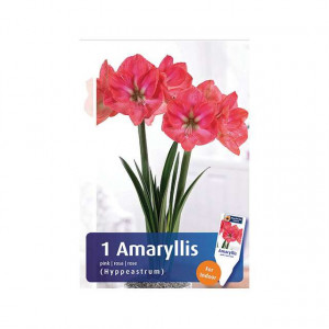 Cvetna lukovica Amaryllis Hippeastrum Pink 1/1