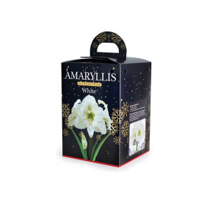 Cvetna lukovica Amaryllis White BOX 1/1