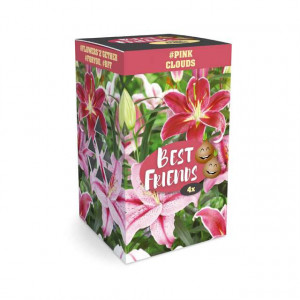 Cvetne lukovice Ljiljan (Lilium) pink mix & Best Friends Box 4/1