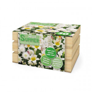 Cvetne lukovice beli Mix - gajbica Hello Summer 30/1