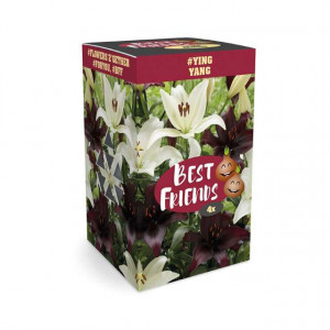 Cvetne lukovice Ljiljan (Lilium) crne i bele & Best Friends Box 4/1