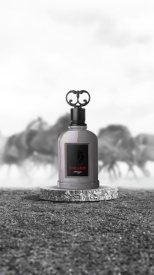 Zimaya Stallion