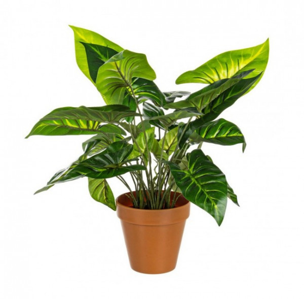 Plantă Caladium Verde în vază cu 30 frunze H45cm, Bizzotto