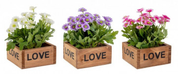 Set de 3 ghivece cu crizanteme Yes