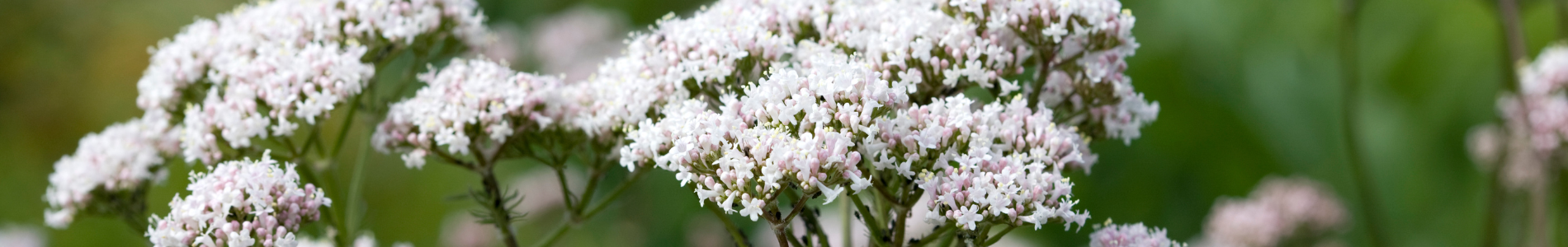 Valeriana