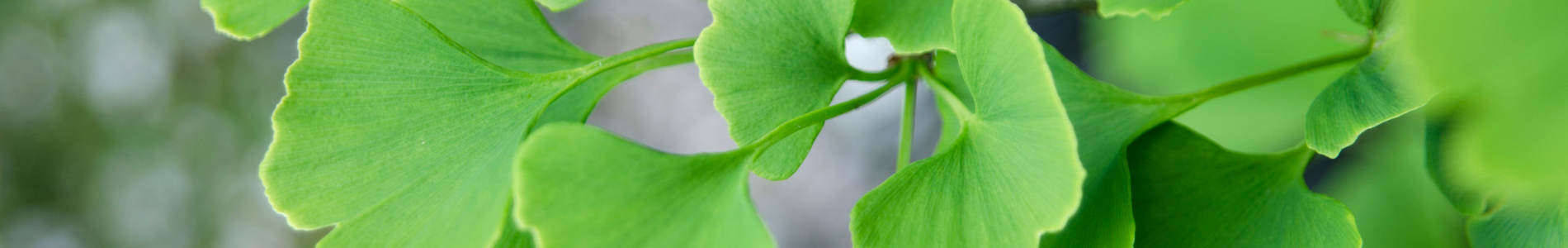 Ginkgo Biloba