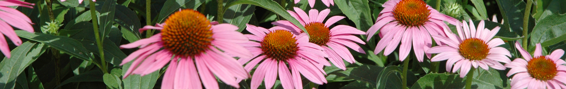 Echinacea