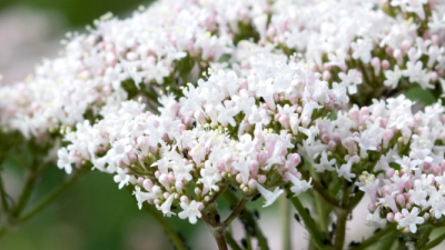 Valeriana