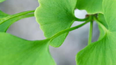 Ginkgo Biloba