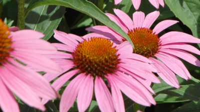 Echinacea