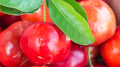 Acerola