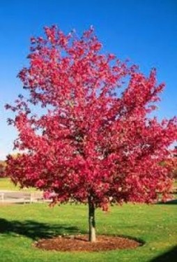 Artar roșu (Acer rubrum)