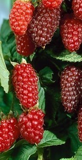 Loganberry (Rubus × loganobaccus )