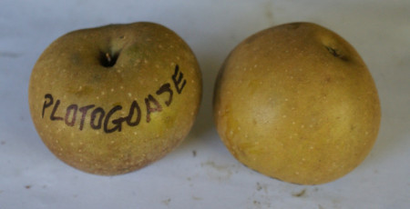 Măr Plotogoase