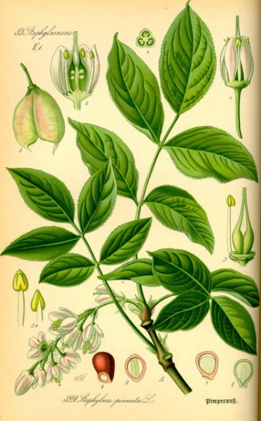 Clocotiș - Staphylea pinnata (An 2-4) - Img 2